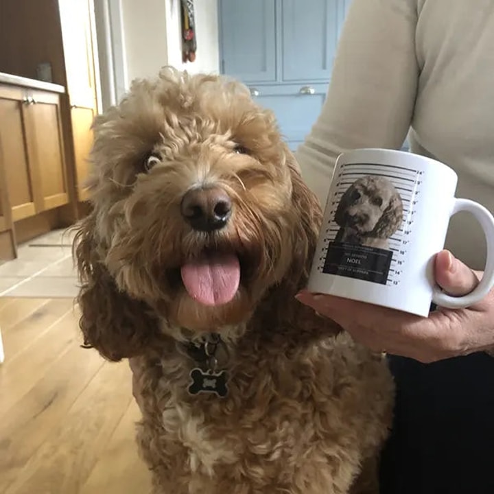 Is Guilty Paws Worth It?