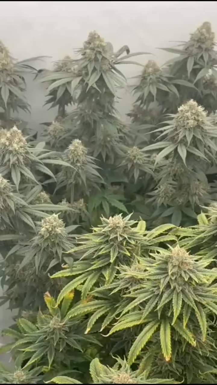 Lohnt sich Hanfgarten?