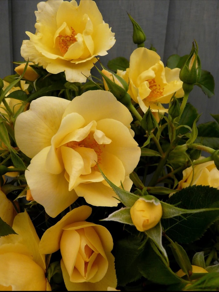 Why Your Harkness Roses Promo Code May Not Work