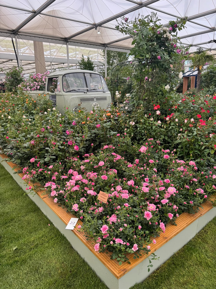 Customer Feedback for Harkness Roses