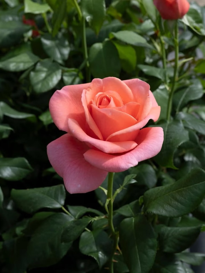 Image: facebook.com/harknessrosesuk