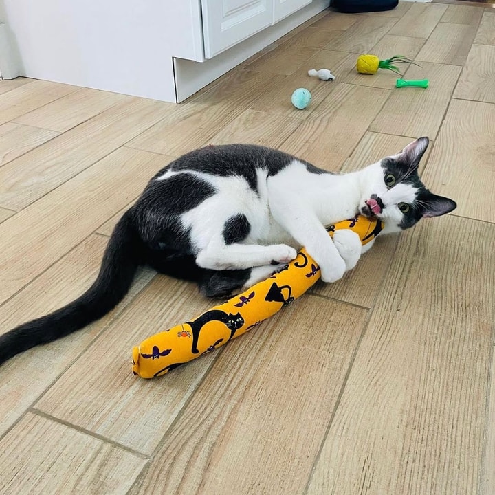 Where the Biggest Savings Are at Kitty Kick Stix in July