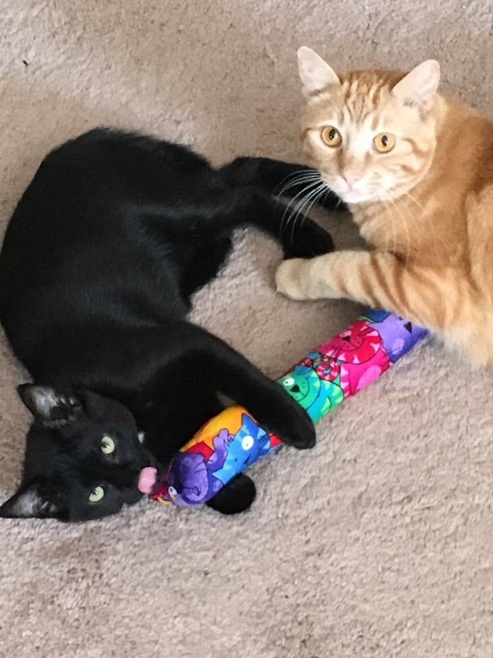 Customer Feedback for Kitty Kick Stix
