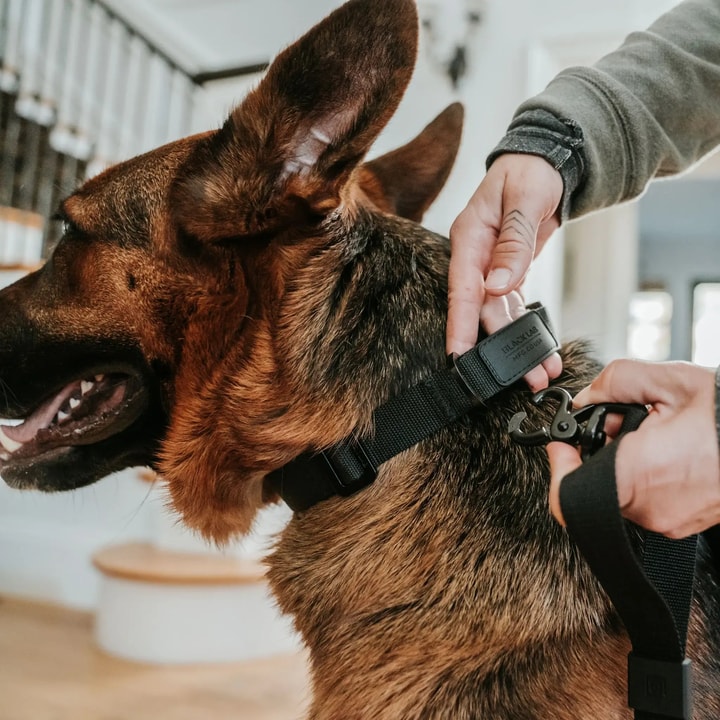 Image: linkmypet.com