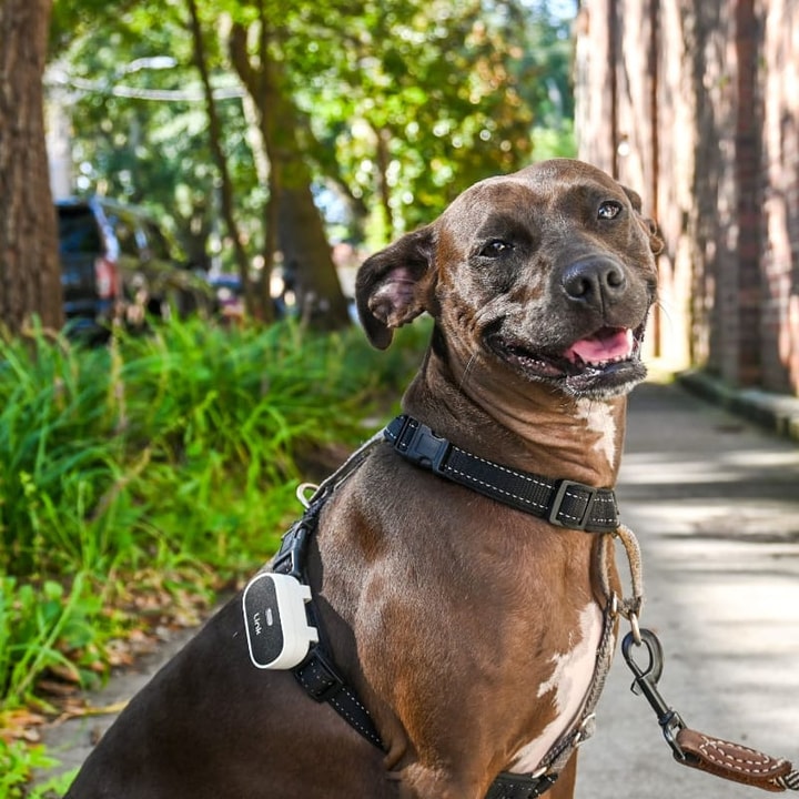 Image: linkmypet.com