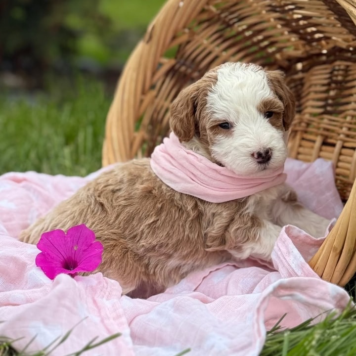 Image: puppyspot.com