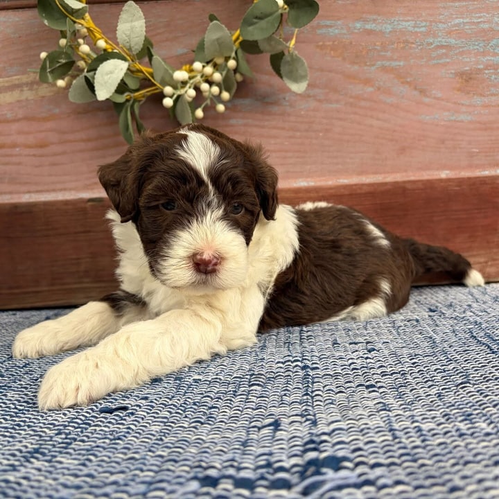 Seasonal PuppySpot Discounts Worth Exploring in July