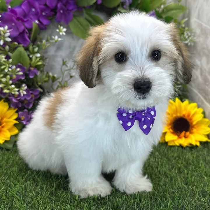 Why PuppySpot Promo Codes May Not Work in July