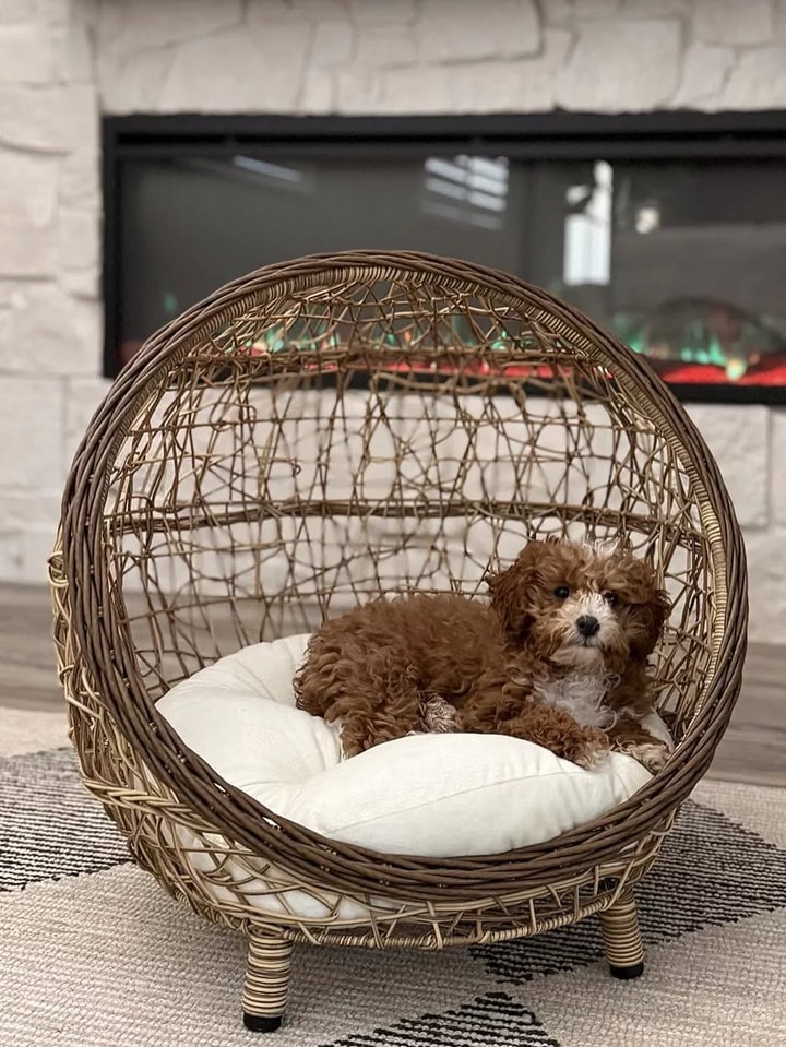 Best PuppySpot Savings Tip for July