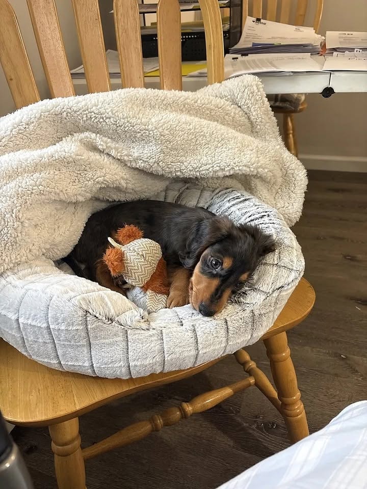 Other Opinions on PuppySpot