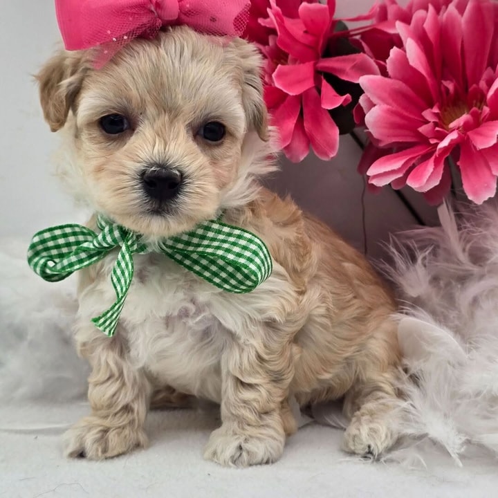 Customer Feedback for PuppySpot