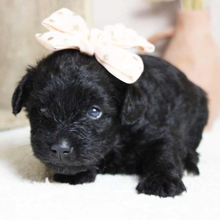 Is PuppySpot Worth It?