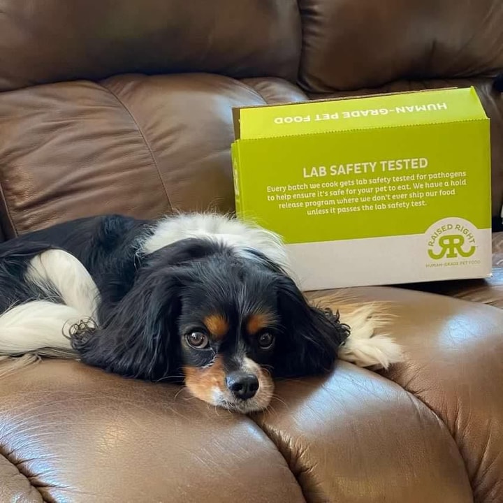 Customer Feedback for Raised Right Dog Food