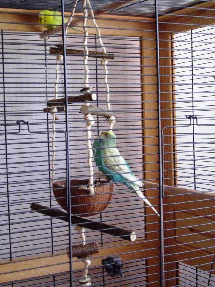 Lohnt sich der Kauf bei Vogelgaleria?