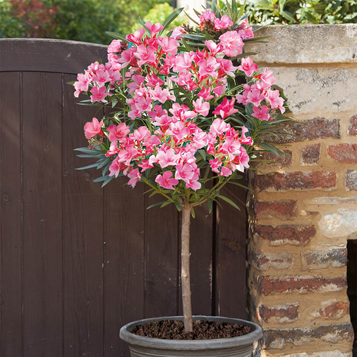 Customer Feedback for World of Roses