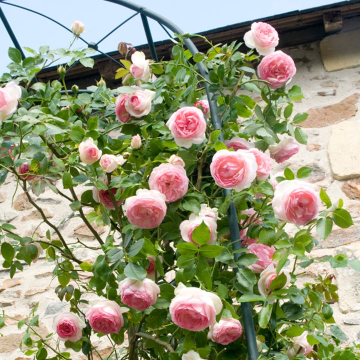 Is World of Roses Worth It?