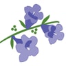 Jacaranda Living