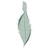 Leaf People