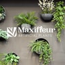 Maxifleur Kunstpflanzen